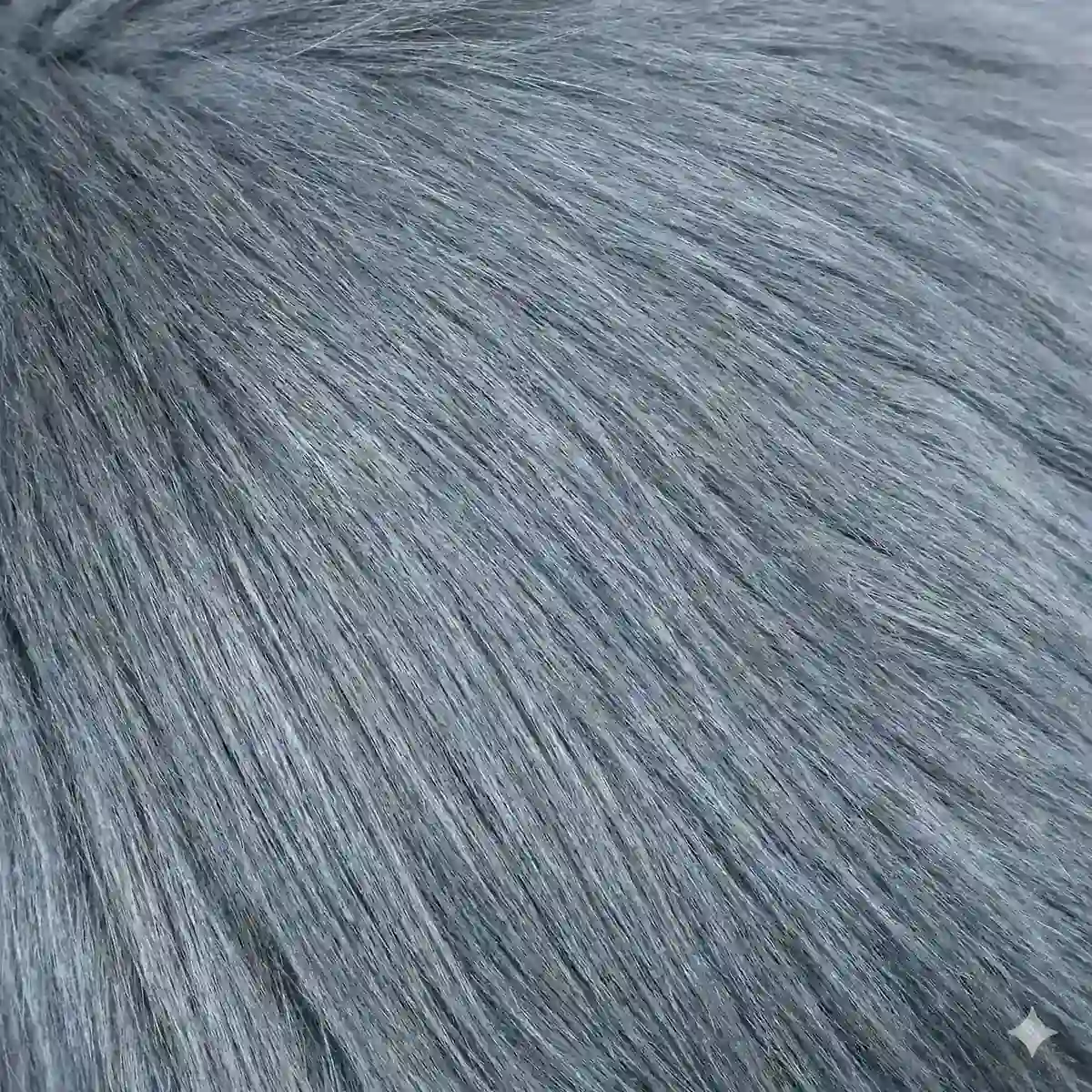 Maine Coon Color Calculator 5 Blue solid Maine Coon fur showing even cool-toned blue-gray long hair