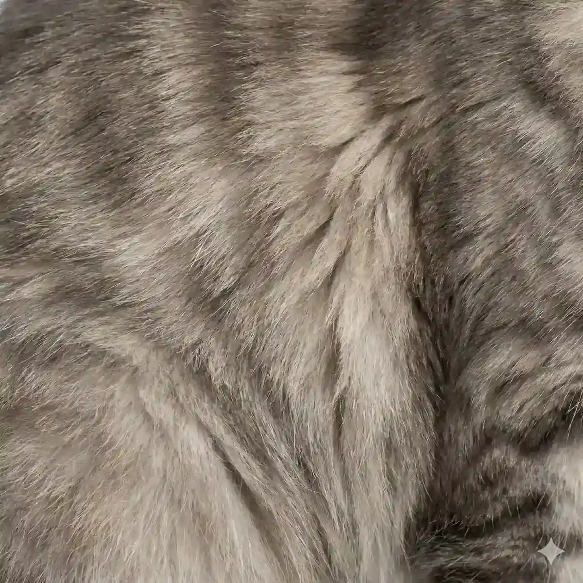 Maine Coon Color Calculator 6 Blue tabby Maine Coon fur showing gray tabby markings over lighter base