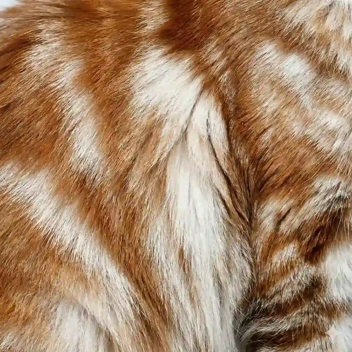 Maine Coon Color Calculator 12 Red silver tabby Maine Coon fur showing orange markings on silver base