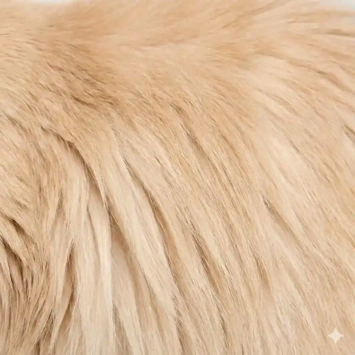 Maine Coon Color Calculator 13 Cream solid Maine Coon fur showing pale warm buff-colored long hair