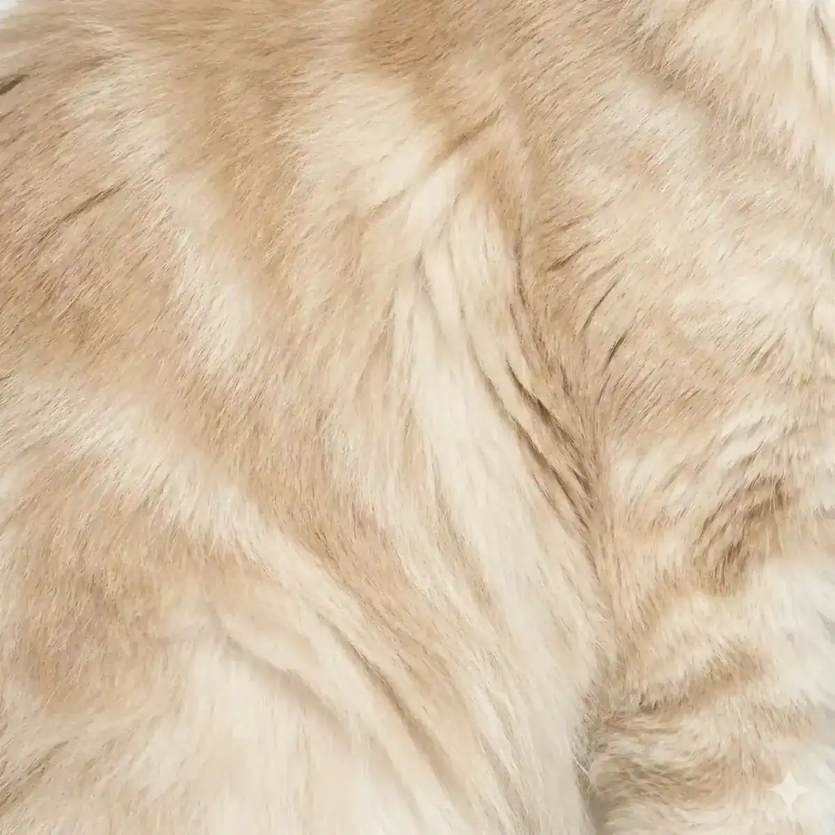 Maine Coon Color Calculator 14 Cream tabby Maine Coon fur showing subtle buff tabby stripes