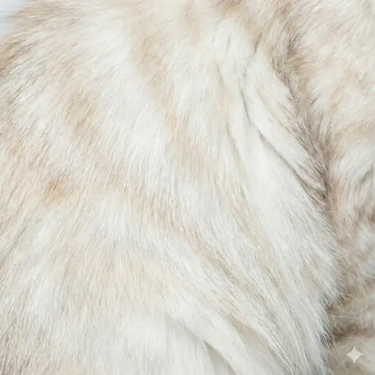 Maine Coon Color Calculator 16 Cream silver tabby Maine Coon fur showing faint cream markings on silver base